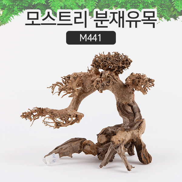 모스트리 분재유목(M) [M441]